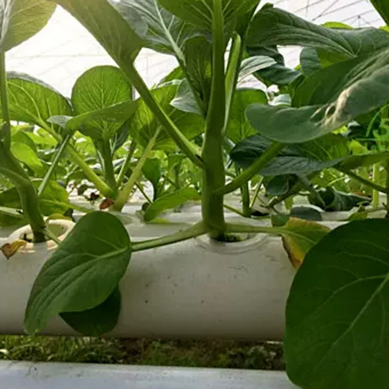 Hydroponic Kit - Set voor een bodemloos kweeksysteem, hydroponische